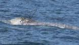 Hunt is on for gray whale entangled in metal frame