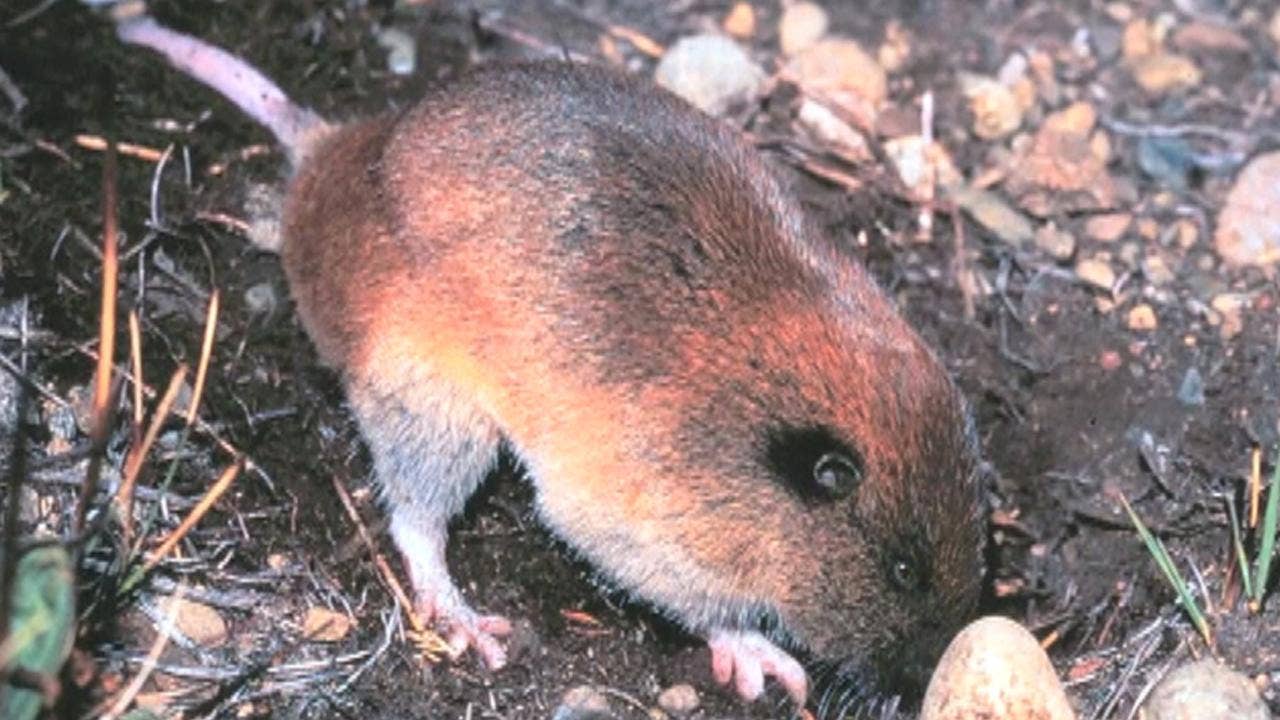 Gophers vs. landowners: In Washington property rights battle, furry rodents win