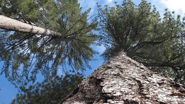 story news politics trump executive order could rescind national monuments story news politics trump executive order could rescind national monuments