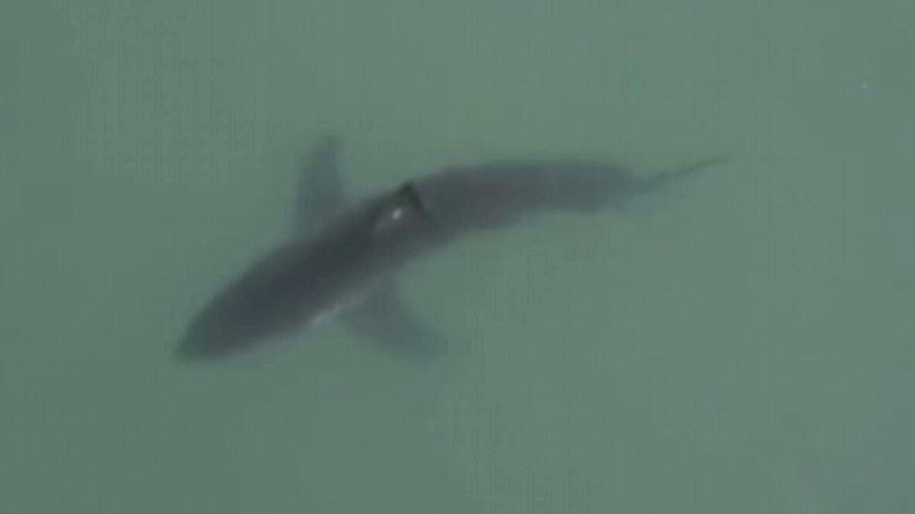 Great white shark spotted lurking near popular California beach