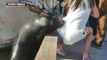 Girl dragged into water by sea lion being treated for 'seal finger'