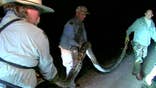 As pythons invade Florida, professional snake hunting becomes booming industry