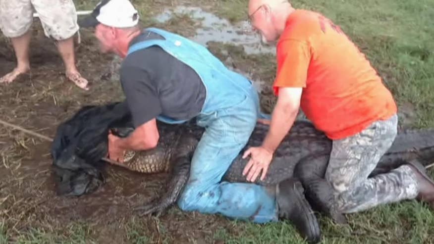 Texas alligator lassoed after trespassing on cattle ranch