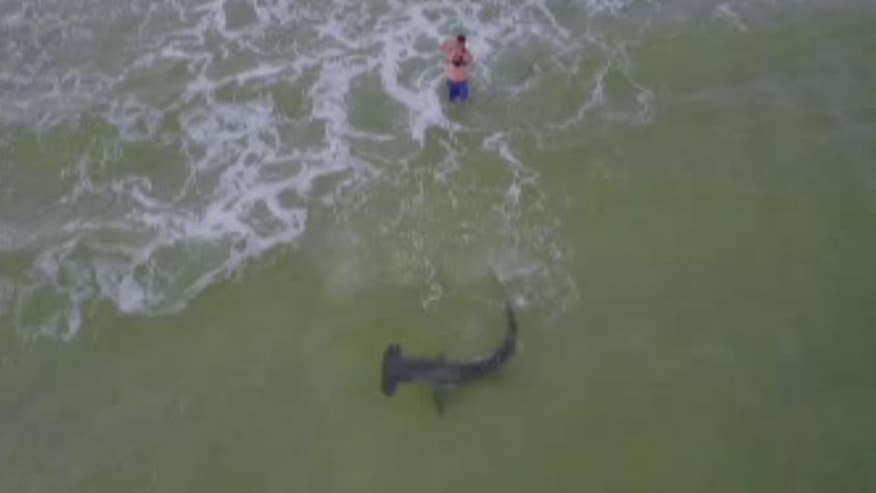 Fisherman reels in hammerhead shark off Florida beach, drone video