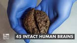 Forty five intact human brains found in Spain
