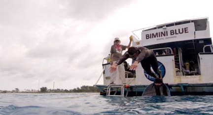 Phelps' Shark Week special faces backlash for use of CGI