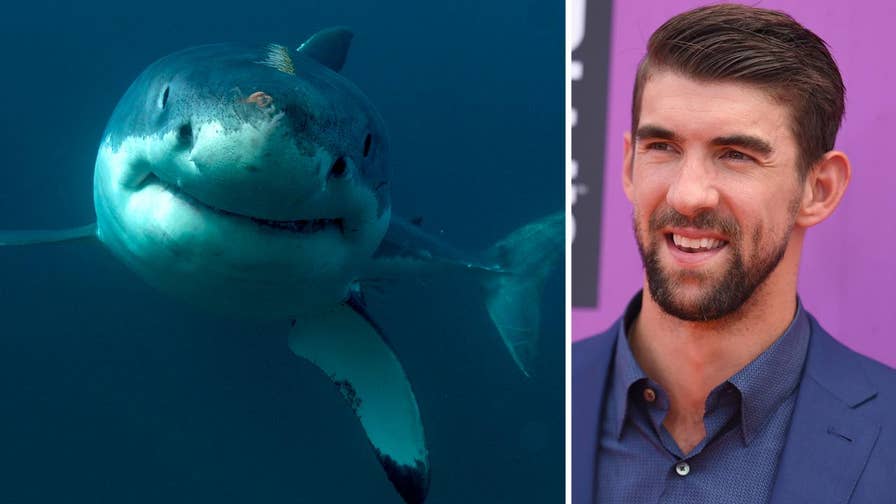 Michael Phelps Vs Great White Shark Who Won Fox News