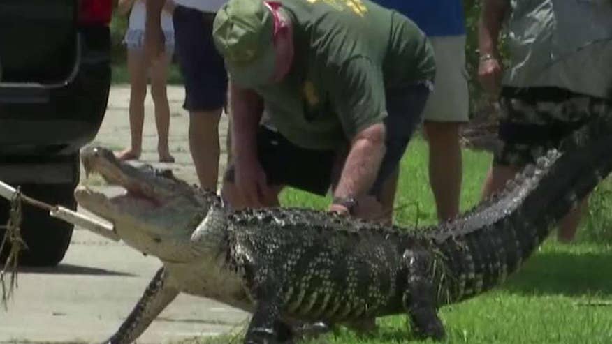 Alligator ‘ate toes off’ of Florida man who bathed in pond, report says