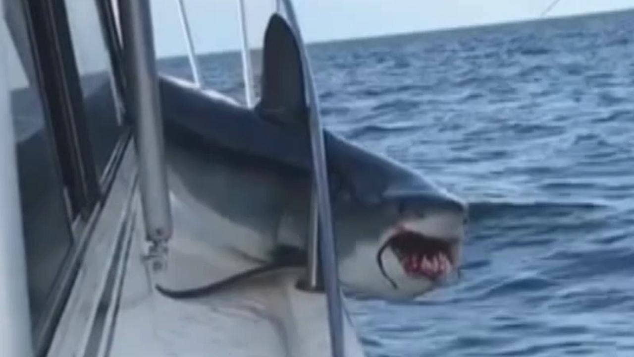 Monstrous mako shark hops on boat, gets itself stuck, dramatic video shows