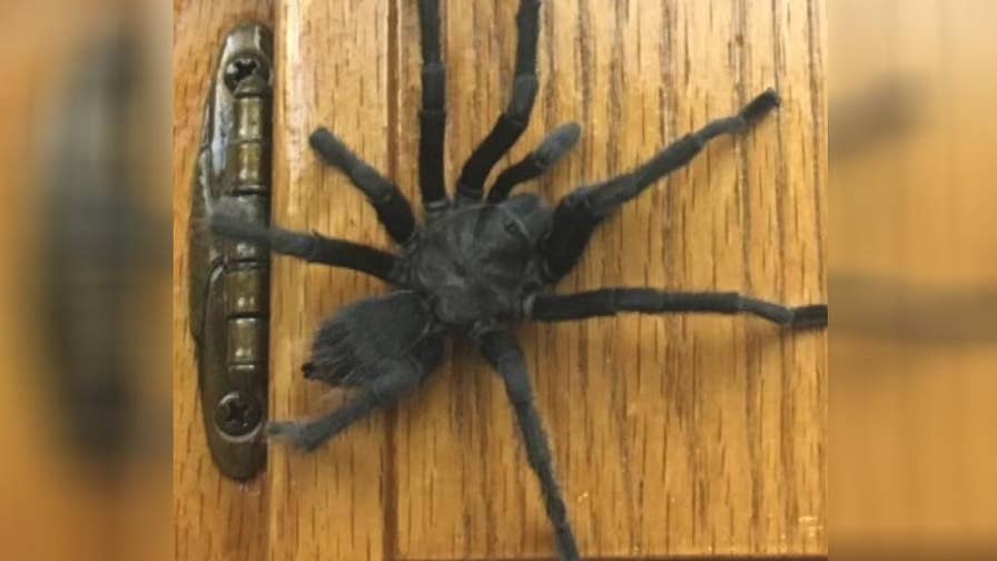 California Famiyl Discovers A Tarantula In The Kitchen California Famiyl Discovers A Tarantula In The Kitchen