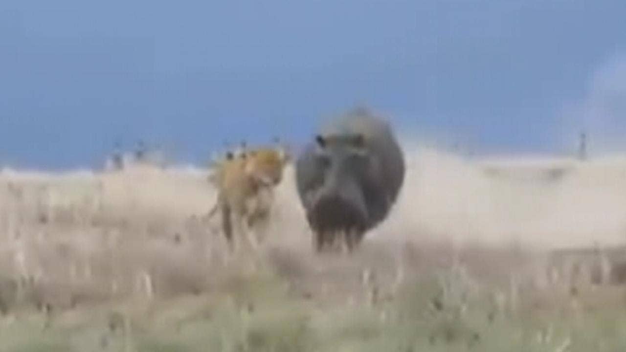 Lioness attempts to hunt a hippo, fails miserably