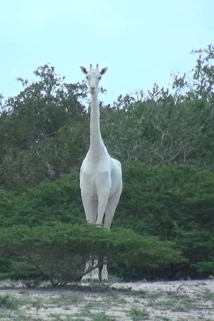 Rare white giraffes spotted