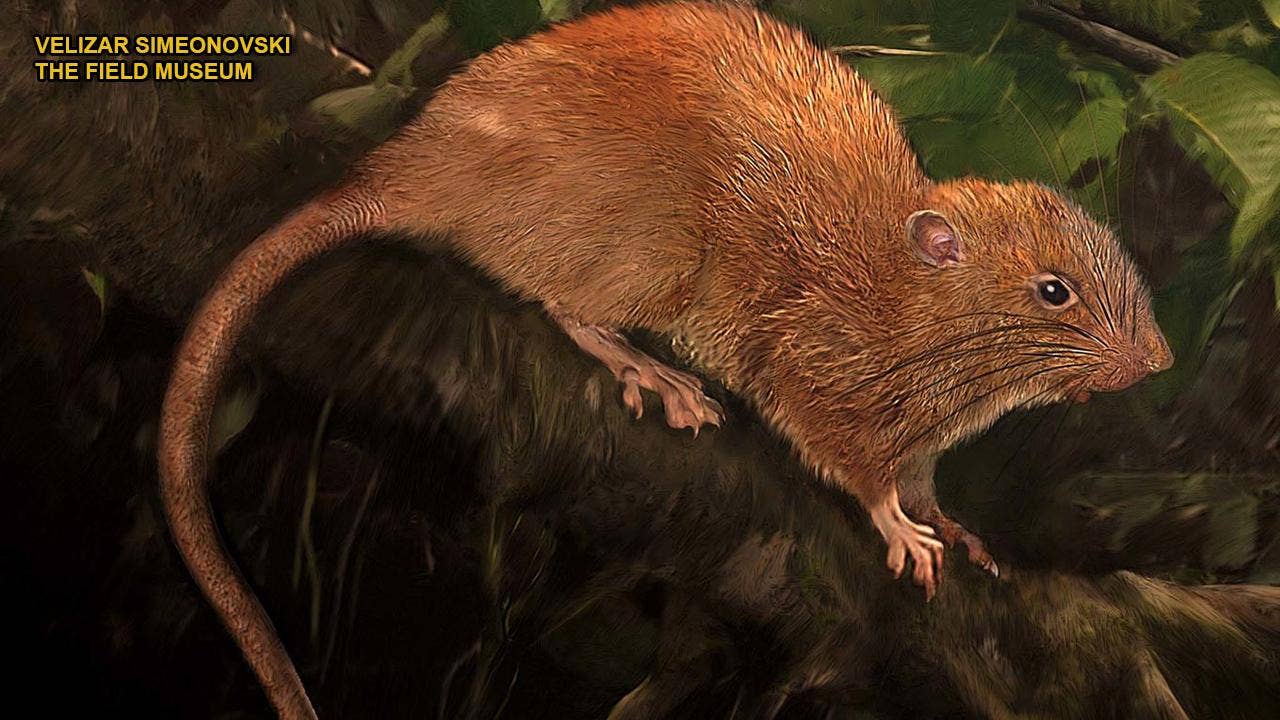 Enormous, coconut-cracking, tree-dwelling rat found in Solomon Islands