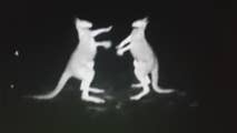 Raw video: Animals square off in bushland of Victoria, Australia.
