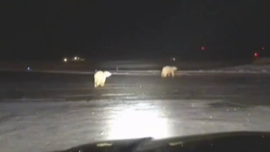Bears caught on film at Alaska's Will Rogers-Wiley Post Memorial Airport.
