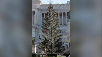 Sparse 65-foot tree shedding needles in Rome. 