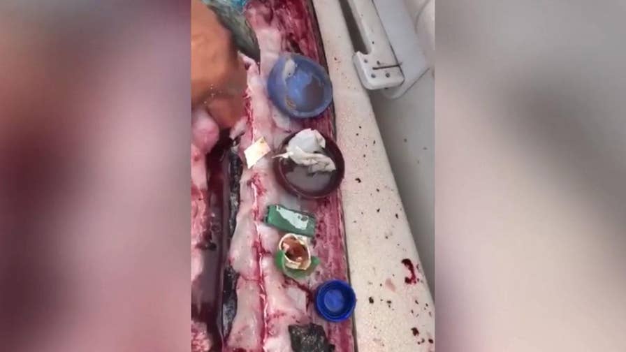 In a shocking discovery, a fisherman in Costa Rica cut open a dolphinfish to reveal trash, bottle caps and even what appears to be a lighter.