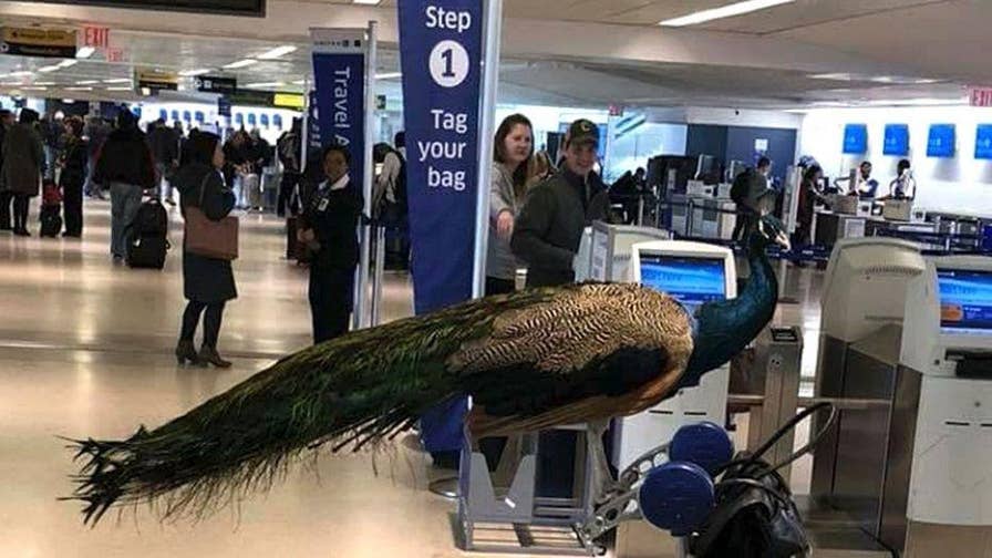 Well, that didn't fly! United airlines refused to allow a woman, and her emotional support peacock, to fly.  You have to see it to believe it.