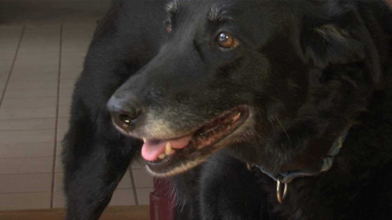 Pennsylvania dog missing for 10 years reunites with family