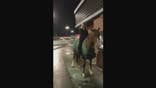 Giddy up: Woman trots horse through Wendy’s drive-thru