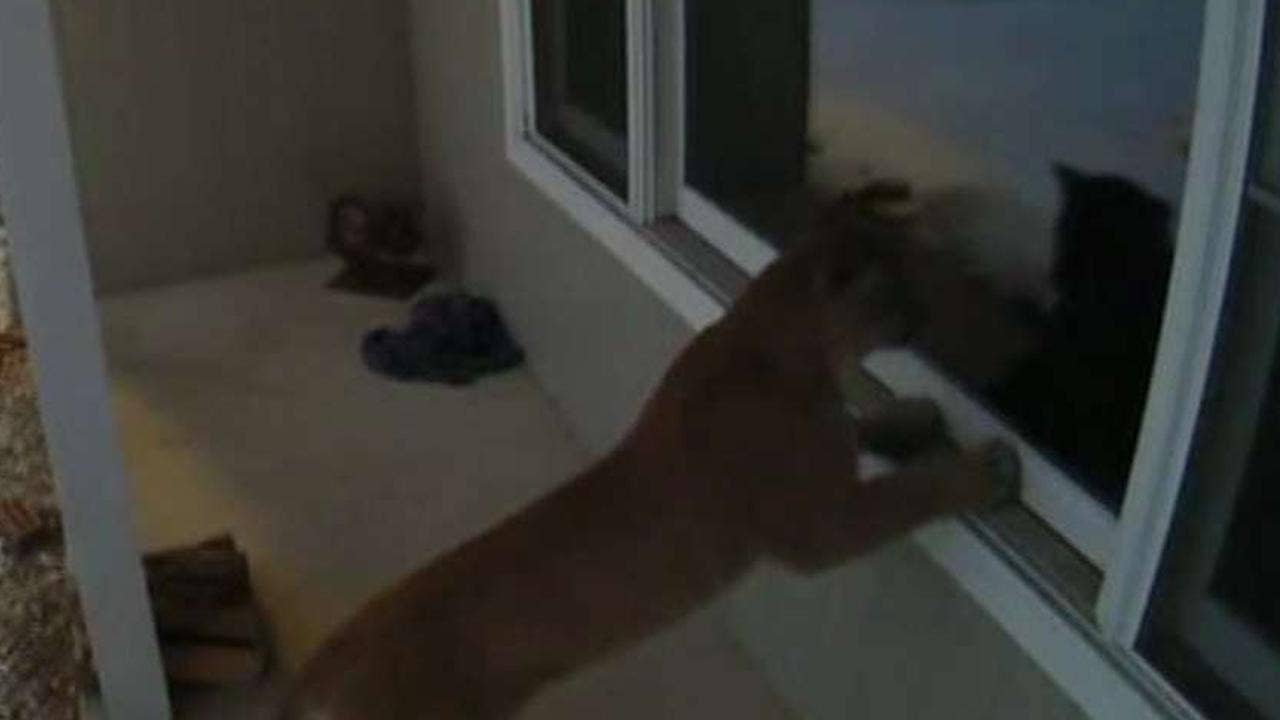 Cougar caught peeking into Wisconsin home in dramatic video