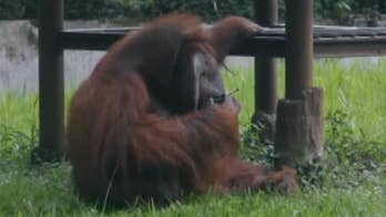 Raw video: Great ape seen smoking after man flicks lit cigarette into primate enclosure at Bandung Zoo.