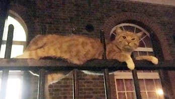 Warning: This video contains graphic images. A cat was rescued by firefighters after being pierced through the spikes of two eight-foot tall railings outside an apartment building in North West London.