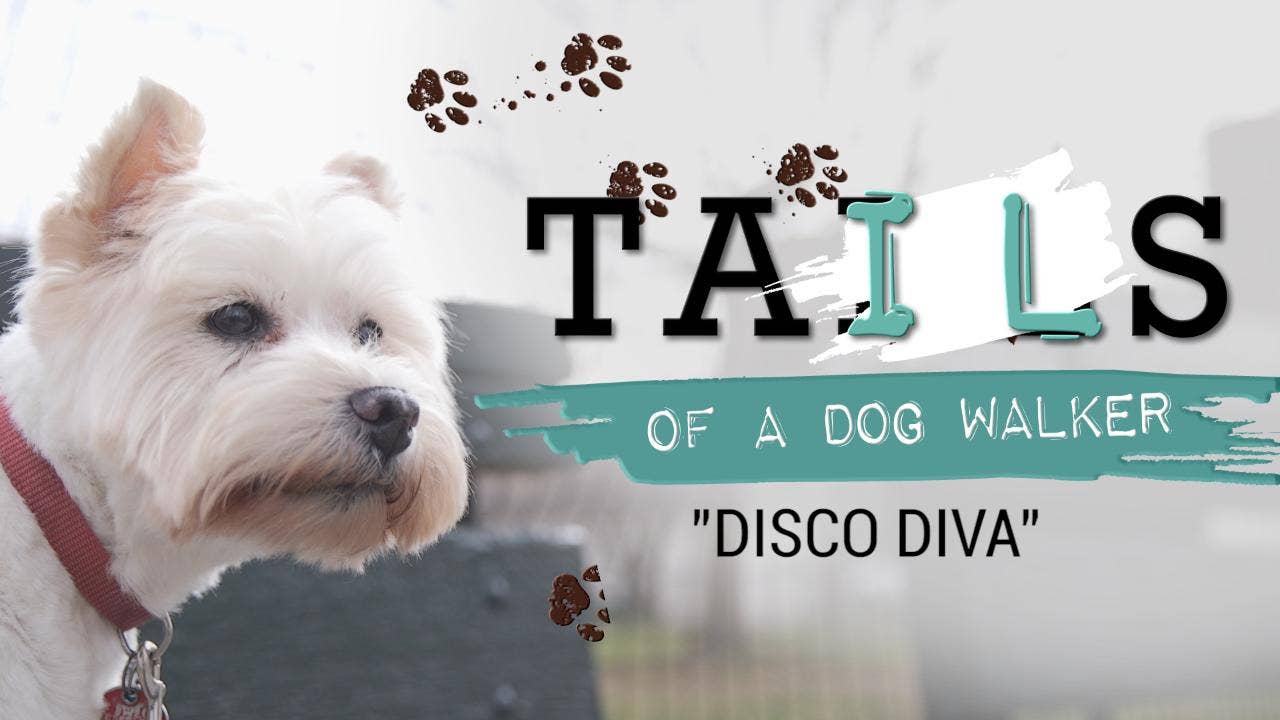 Tails of a dog walker: Meet Aretha, the West Highland Terrier who hates walks