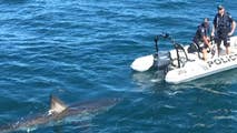 Massive shark circles South Australia Police boat on patrol at Tapley Shoal off the coast of Australia.