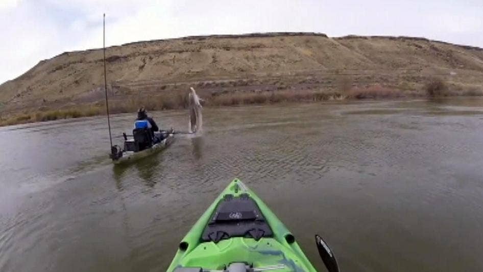 Two Idaho men catch 'monster' sturgeon while kayak fishing