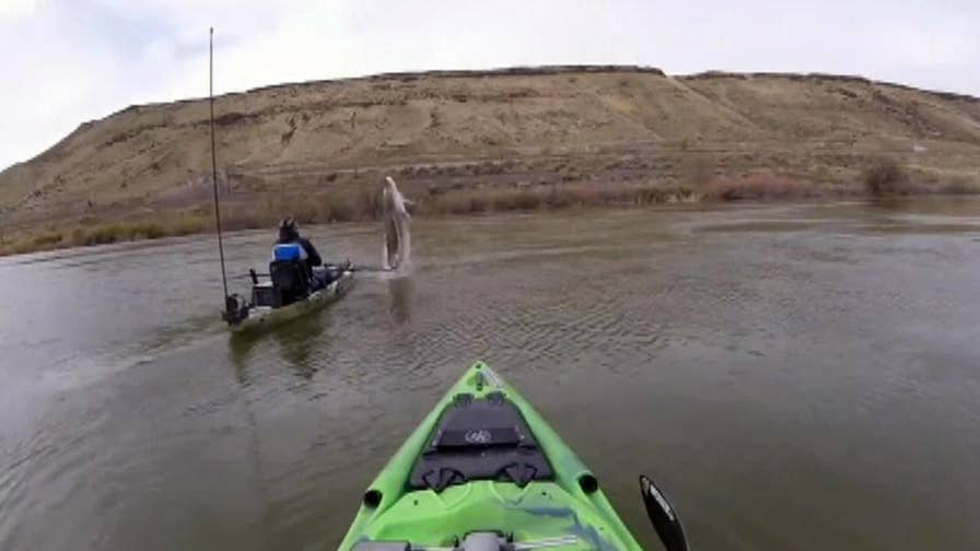 Kayaker captures sturgeon breach that almost sinks boat on Snake River in Idaho.