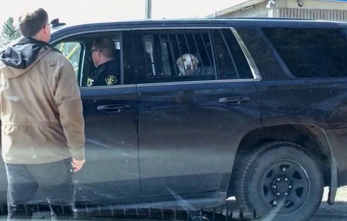 Dog Arrested For Being A Bad Boy Picking Fights With
