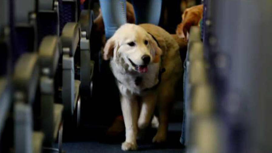 Airline lobby group releases statement about problems posed by animals on flights; Raymond Arroyo shares 'Friday follies' on 'The Ingraham Angle.'