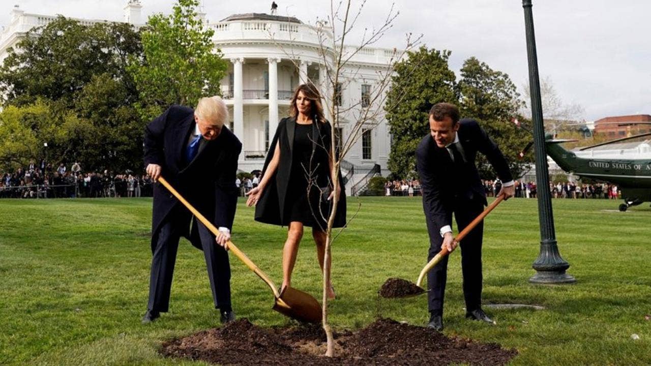 White House mystery solved over what happened to Macron's gifted oak tree