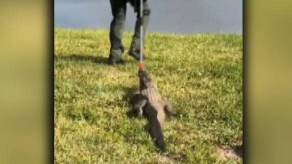 Florida deputy wrangles alligator stuck in garage in wild video