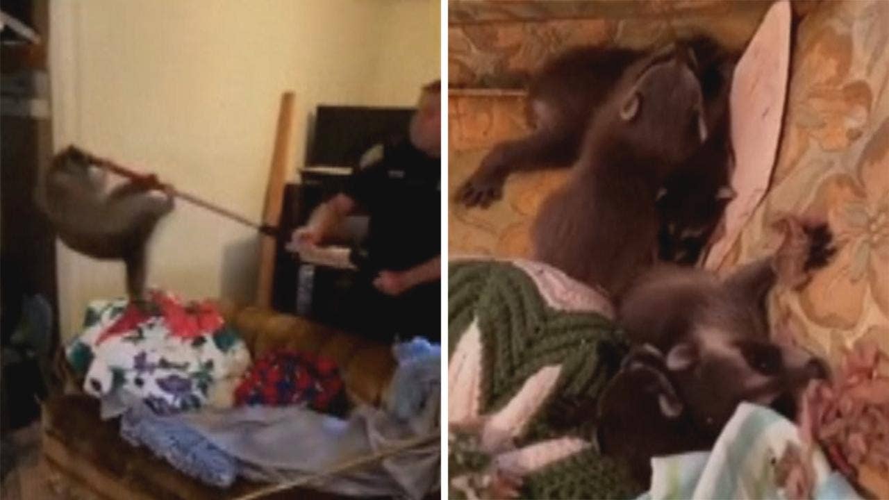 Raccoon family falls through Michigan man's living room ceiling