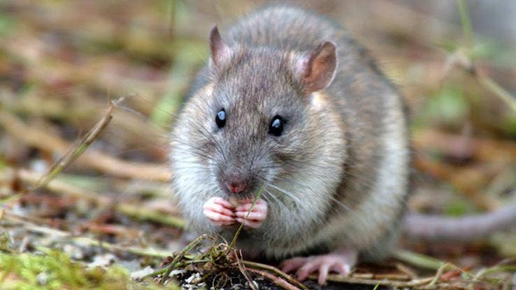 Rat attack: World's largest rodent cull clears predators from Atlantic island