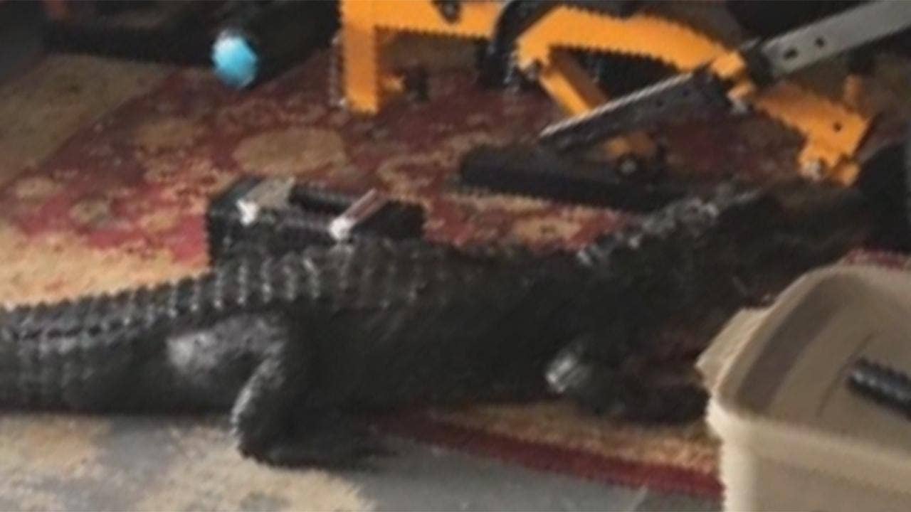 Florida woman shocked by 'hissing' alligator in garage: 'It was a big boy'