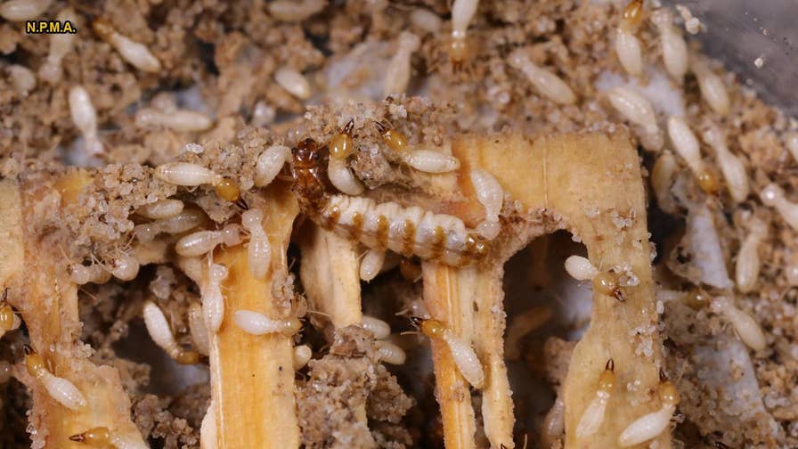 Watch 500,000 termites chew through a tiny house in just two months