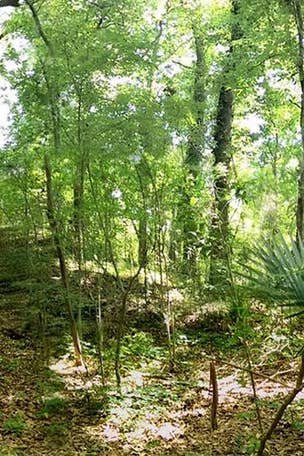 Ancient Native American village discovery