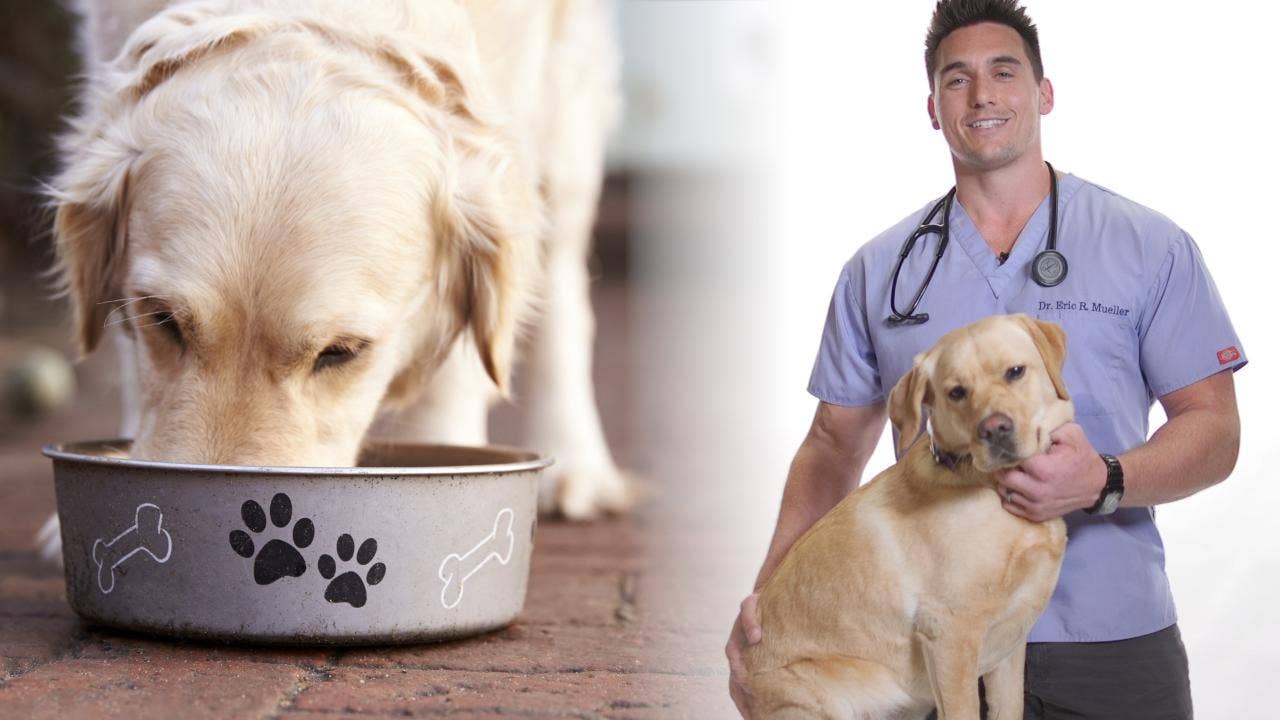 Dr. Eric Mueller's tips for fighting pet obesity