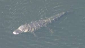 Raw video: Police in Davie, Florida search for woman who was allegedly taken by gator into lake while walking her dog.