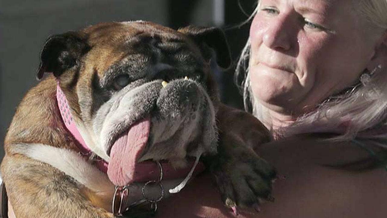 World's Ugliest Dog title goes to English bulldog named Zsa Zsa Fox News