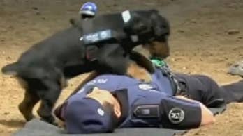 Raw video from the Madrid police department shows a police dog performing CPR on a police officer pretending to be unresponsive.