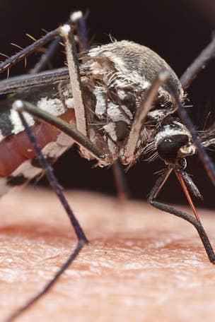 Mosquitoes are bad in THESE cities