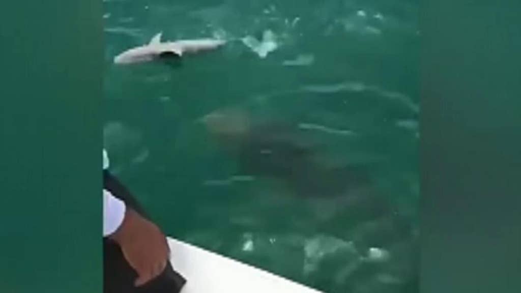500-pound goliath grouper eats shark as shocked Florida fishermen watch