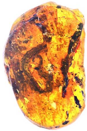 99M year-old snake 'frozen' in amber