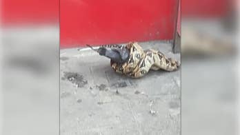Boa constrictor seen eating pigeon in east London causes pedestrians to scream. 