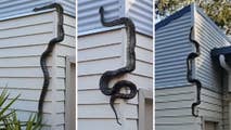 Raw video: Australian man records nearly 10-foot reptile climbing up his home. 