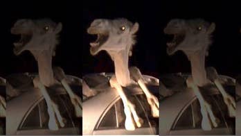 Newly released footage shows a camel trapped inside a Toyota Corolla after the car collided with the animal.